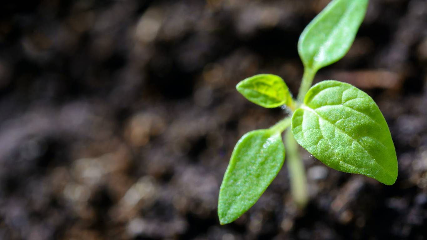 green-giuturna green-giuturna